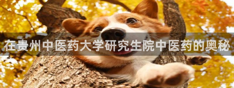 九游会这几天打不开了