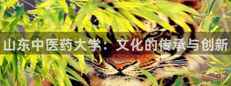 九游会进不去了